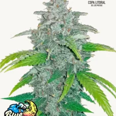 BLUE DREAM Auto